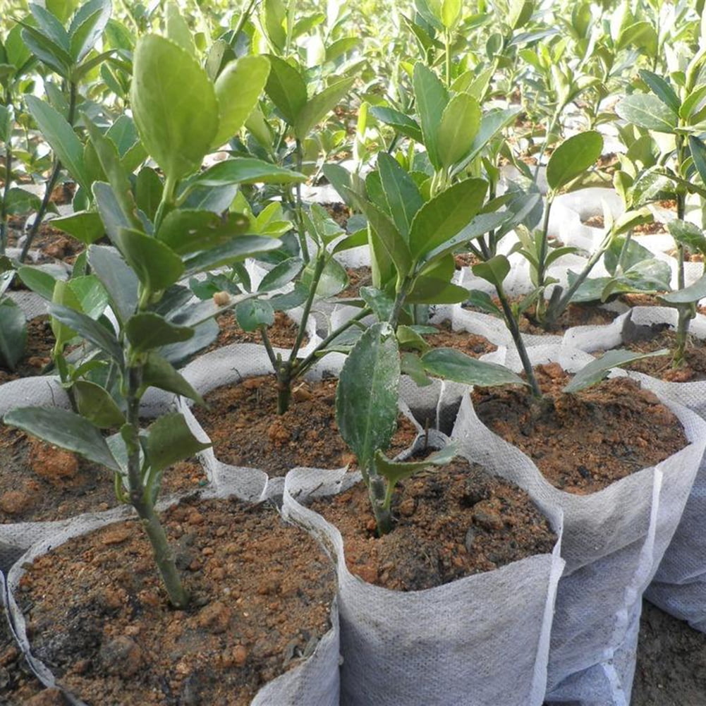 300pcs Biodegradable Non-Woven Nursery Bags Solid Plants 16x18cm/6.3”x 7.1” 